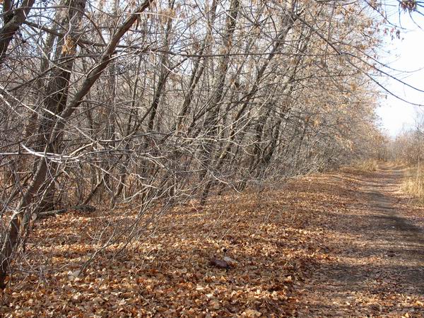 Серый лес (19 ноября )