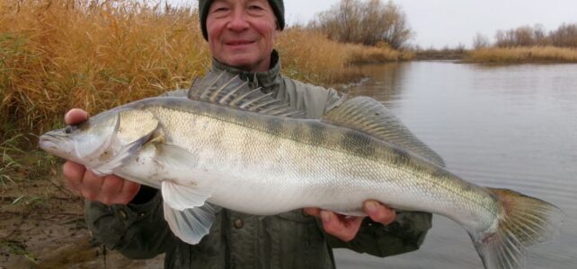 И снова за осенним судаком
